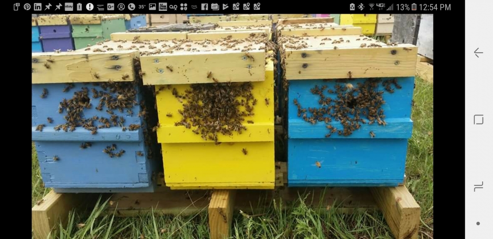 Beekeeping supplies mn 