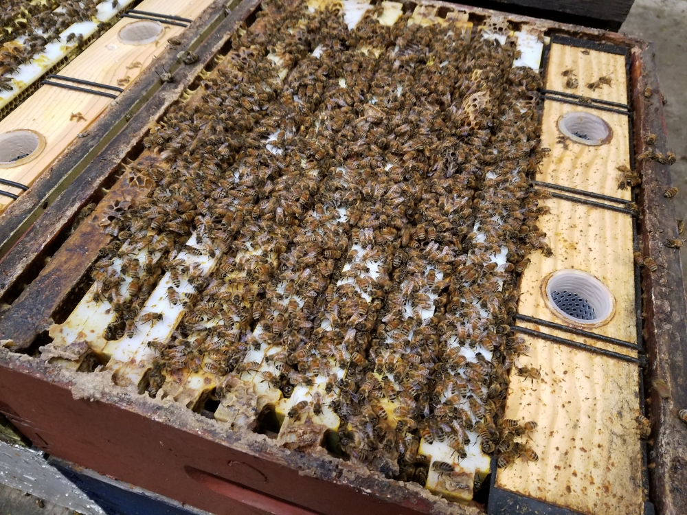 1000 hives after 2020 almonds Beeslist 1000 hives after 2020 almonds Beeslist