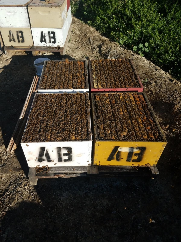 Bees for Sale SemiLoad (432) Beeslist